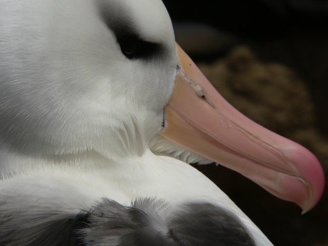 ../../Pictures/241209/065 blackbrowded Albatross.JPG